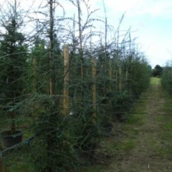 Schijnbeuk (Nothofagus Antarctica) 11 Schijnbeuk (Nothofagus Antarctica) -Goedkope Tuin Kunst Winkel 20120214134552 10