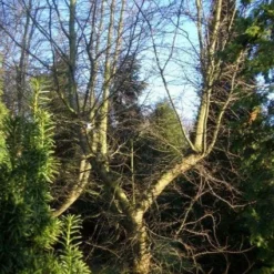 Schijnbeuk (Nothofagus Antarctica) 10 Schijnbeuk (Nothofagus Antarctica) -Goedkope Tuin Kunst Winkel 20120214134607 10