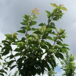 Japanse Sierkers (Prunus Serrulata 'Kanzan') -Goedkope Tuin Kunst Winkel 20120214142932 16