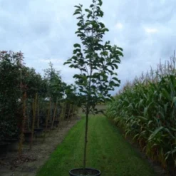 Beverboom (Magnolia 'Yellow River') 8 Beverboom (Magnolia 'Yellow River') -Goedkope Tuin Kunst Winkel 20120214144525 2