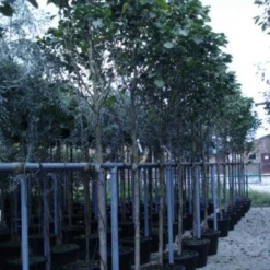 Beverboom (Magnolia 'Galaxy') 7 Beverboom (Magnolia 'Galaxy') -Goedkope Tuin Kunst Winkel 20120214144656 7