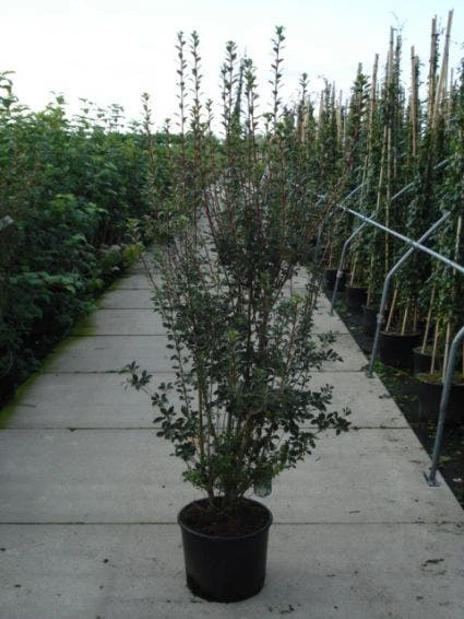 Pronkklokje (Enkianthus Campanulatus) 3 Pronkklokje (Enkianthus Campanulatus) - Afbeelding 2