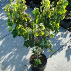 Kornoelje Op Stam (Cornus Florida 'Rainbow') -Goedkope Tuin Kunst Winkel 20120218102340 1