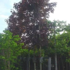 Rode Esdoorn (Acer Platanoides 'Crimson King') -Goedkope Tuin Kunst Winkel 20120220093817 18