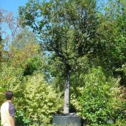 Kaki (Diospyros Kaki) 15 Kaki (Diospyros Kaki) -Goedkope Tuin Kunst Winkel 20120220155112 8