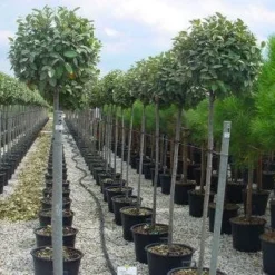 Olijfwilg Als Boom (Elaeagnus Pungens 'Maculata') 11 Olijfwilg Als Boom (Elaeagnus Pungens 'Maculata') -Goedkope Tuin Kunst Winkel 20120220160404 8