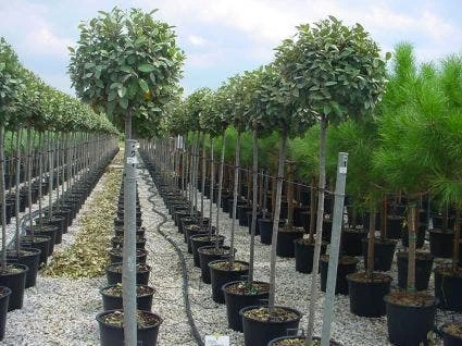 Olijfwilg Als Boom (Elaeagnus Pungens 'Maculata') 6 Olijfwilg Als Boom (Elaeagnus Pungens 'Maculata') - Afbeelding 4