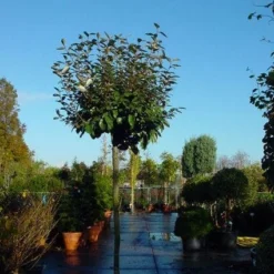 Olijfwilg Als Boom (Elaeagnus Pungens 'Maculata') 10 Olijfwilg Als Boom (Elaeagnus Pungens 'Maculata') -Goedkope Tuin Kunst Winkel 20120220160432 8