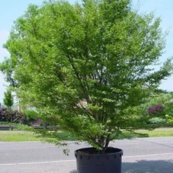 Varenbeuk (Fagus Syvatica 'Asplenifolia' )