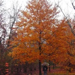 Rode Beukenboom (Fagus Sylvatica 'Atropunicea' ) 10 Rode Beukenboom (Fagus Sylvatica 'Atropunicea' ) -Goedkope Tuin Kunst Winkel 20120220161602 18