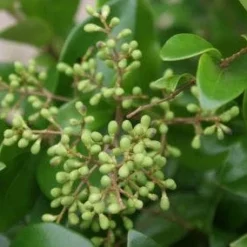 Liguster Op Stam (Ligustrum Japonicum 'Texanum') -Goedkope Tuin Kunst Winkel 20120225094531 2