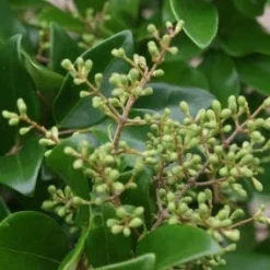 Liguster Op Stam (Ligustrum Japonicum 'Texanum') -Goedkope Tuin Kunst Winkel 20120225094602 2