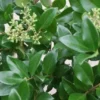 Liguster Op Stam (Ligustrum Japonicum 'Texanum') -Goedkope Tuin Kunst Winkel 20120225094625 2