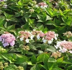 Hortensia (Hydrangea Macrophylla 'Mariesii Perfecta') -Goedkope Tuin Kunst Winkel 20120225172403 2