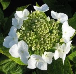 Hortensia (Hydrangea Macrophylla 'Lanarth White') 9 Hortensia (Hydrangea Macrophylla 'Lanarth White') -Goedkope Tuin Kunst Winkel 20120225172724 4