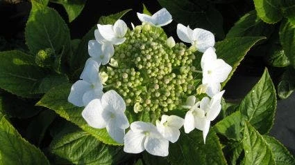 Hortensia (Hydrangea Macrophylla 'Lanarth White') 5 Hortensia (Hydrangea Macrophylla 'Lanarth White') - Afbeelding 3