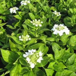 Hortensia (Hydrangea Macrophylla 'Lanarth White') 10 Hortensia (Hydrangea Macrophylla 'Lanarth White') -Goedkope Tuin Kunst Winkel 20120225172750 4