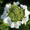 Hortensia (Hydrangea Macrophylla 'Teller White') -Goedkope Tuin Kunst Winkel 20120225173140 4
