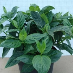 Hortensia (Hydrangea Macrophylla 'Lanarth White') 11 Hortensia (Hydrangea Macrophylla 'Lanarth White') -Goedkope Tuin Kunst Winkel 20120305134546 4