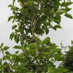 Papiermoerbei (Broussonetia Papyrifera) -Goedkope Tuin Kunst Winkel 20120821143622 5