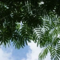 Perzische Slaapboom Op Stam (Albizia Julibrissin 'Ombrella' )