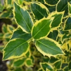 Hulst Op Stam (Ilex 'Argentea Marginata') -Goedkope Tuin Kunst Winkel 20130121124819 1