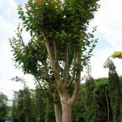 Roze Lagerstroemia Als Boom (Lagerstroemia Indica) 22 Roze Lagerstroemia Als Boom (Lagerstroemia Indica) -Goedkope Tuin Kunst Winkel 20130121162344 9