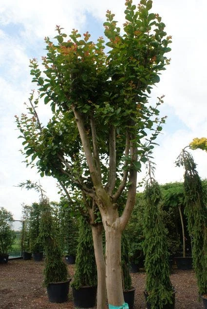 Roze Lagerstroemia Als Boom (Lagerstroemia Indica) 5 Roze Lagerstroemia Als Boom (Lagerstroemia Indica) - Afbeelding 3