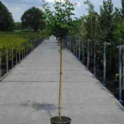 Rode Meidoorn (Crataegus Laevigata 'Paul's Scarlet') -Goedkope Tuin Kunst Winkel 20130214111804 14