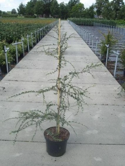 Schijnbeuk (Nothofagus Antarctica) 4 Schijnbeuk (Nothofagus Antarctica) - Afbeelding 2