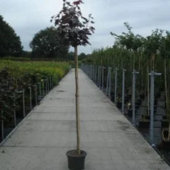 Noorse Esdoorn (Acer Platanoides 'Crimson Sentry') -Goedkope Tuin Kunst Winkel 20130215113157 12