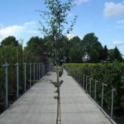 Rode Meidoorn (Crataegus Laevigata 'Paul's Scarlet') -Goedkope Tuin Kunst Winkel 20130215114625 14