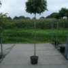 Amberboom Op Stam (Liquidambar 'Gum Ball') -Goedkope Tuin Kunst Winkel 20130215115118 2