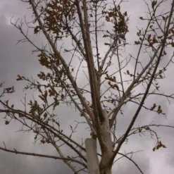 Roze Lagerstroemia Als Boom (Lagerstroemia Indica) 25 Roze Lagerstroemia Als Boom (Lagerstroemia Indica) -Goedkope Tuin Kunst Winkel 20130522141211 8