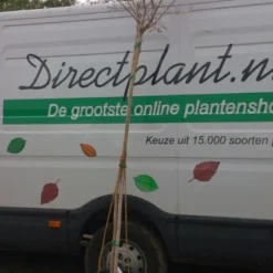 Roze Lagerstroemia Als Boom (Lagerstroemia Indica) 24 Roze Lagerstroemia Als Boom (Lagerstroemia Indica) -Goedkope Tuin Kunst Winkel 20130522141225 8