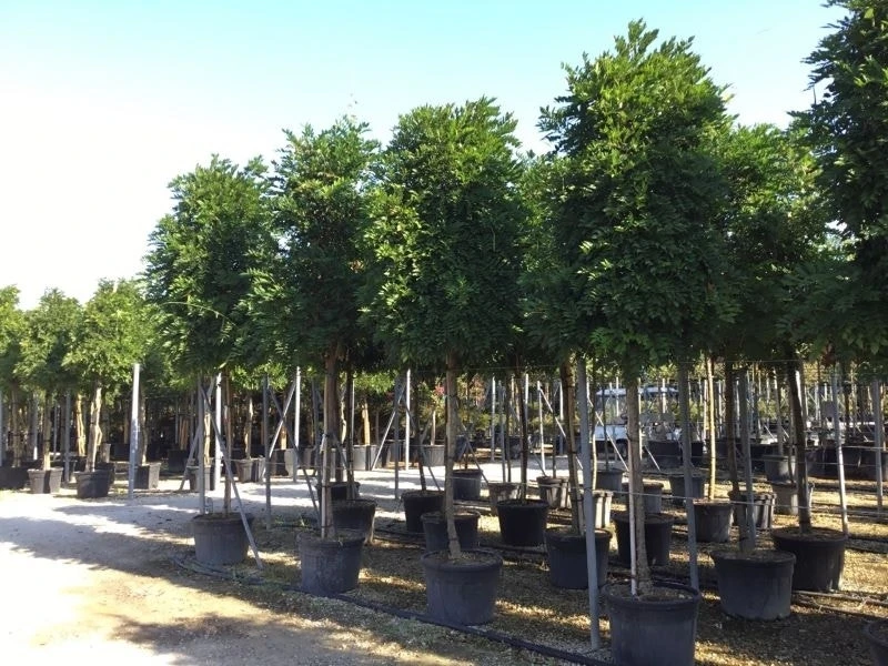 Blauwe Regen Als Boom (Wisteria Formosa 'Issai') 3 Blauwe Regen Als Boom (Wisteria Formosa 'Issai')