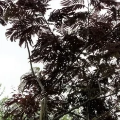 Perzische Slaapboom Als Boom (Albizia Julibrissin 'Summer Chocolate') 27 Perzische Slaapboom Als Boom (Albizia Julibrissin 'Summer Chocolate') -Goedkope Tuin Kunst Winkel 20190712 123113