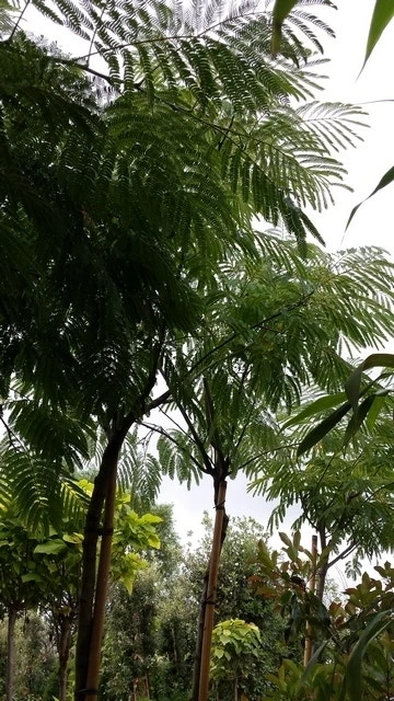 Perzische Slaapboom (Albizia Julibrissin) 10 Perzische Slaapboom (Albizia Julibrissin) - Afbeelding 8