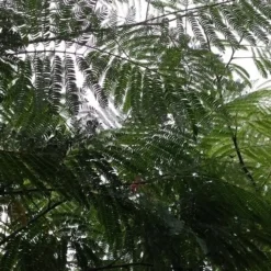 Perzische Slaapboom (Albizia Julibrissin) 21 Perzische Slaapboom (Albizia Julibrissin) -Goedkope Tuin Kunst Winkel 20190712 160804