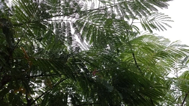 Perzische Slaapboom (Albizia Julibrissin) 11 Perzische Slaapboom (Albizia Julibrissin) - Afbeelding 9