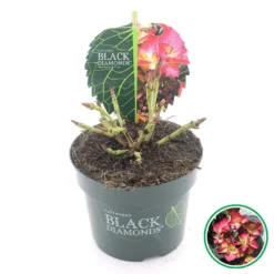 Hortensia (Hydrangea Black Diamonds Dark Angel) -Goedkope Tuin Kunst Winkel 3 4