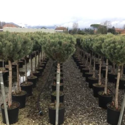 Grove Den Op Stam (Pinus Sylvestris 'Watereri') 7 Grove Den Op Stam (Pinus Sylvestris 'Watereri') -Goedkope Tuin Kunst Winkel 5 1