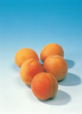 Abrikozenboom (Prunus Armeniaca) 8 Abrikozenboom (Prunus Armeniaca) - Afbeelding 6