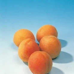 Abrikozenboom (Prunus Armeniaca 'Hongaarse') 7 Abrikozenboom (Prunus Armeniaca 'Hongaarse') -Goedkope Tuin Kunst Winkel abrikoos 1