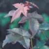 Colchische Esdoorn (Acer Cappadocicum 'Rubrum') -Goedkope Tuin Kunst Winkel accrubru 5