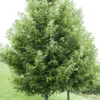 Rode Esdoorn (Acer Rubrum) -Goedkope Tuin Kunst Winkel acer rubrum boomvormv01