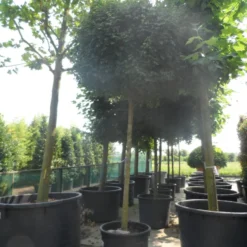 Esdoorn (Acer Campestre 'Elsrijk') -Goedkope Tuin Kunst Winkel acer campestre nanum 20 25ho c200 1