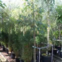 Chinese Esdoorn (Acer Davidii ) -Goedkope Tuin Kunst Winkel acer davidii 12 14ho cont