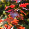 Rode Esdoorn (Acer Rubrum 'Fairview Flame') -Goedkope Tuin Kunst Winkel acer fairview flame