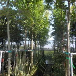 Esdoorn (Acer Freemanii 'Autumn Blaze') 8 Esdoorn (Acer Freemanii 'Autumn Blaze') -Goedkope Tuin Kunst Winkel acer freemanii autumn blaze 14 16 18 20ho cont